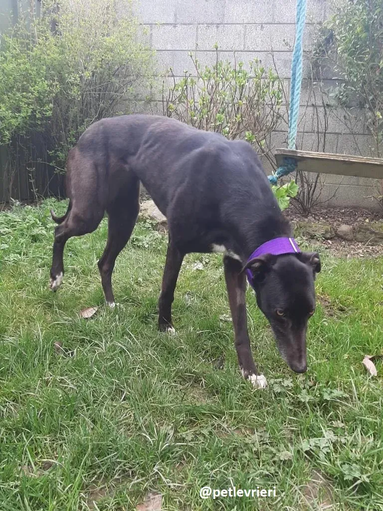 soltano adozione greyhound 15