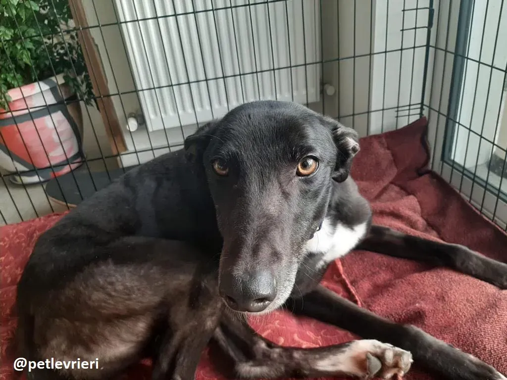 soltano adozione greyhound 16