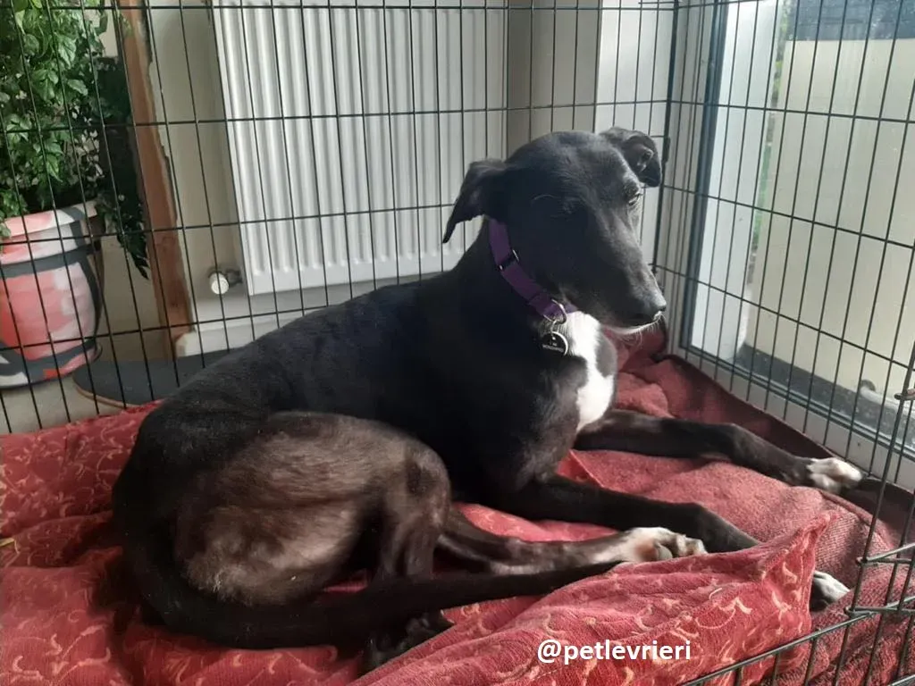 soltano adozione greyhound 2 1