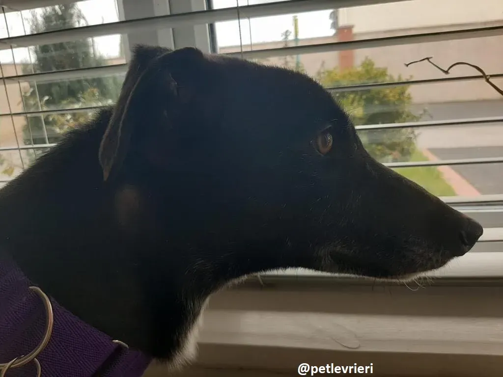 soltano adozione greyhound 2