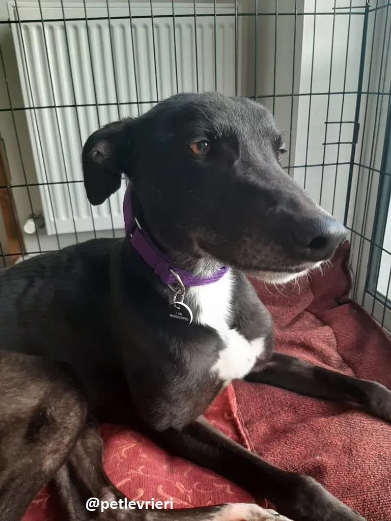 soltano adozione greyhound 3 1