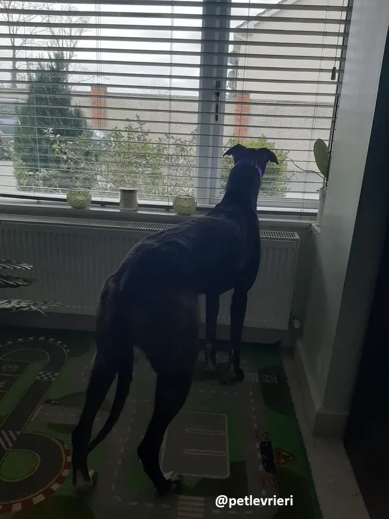 soltano adozione greyhound 3