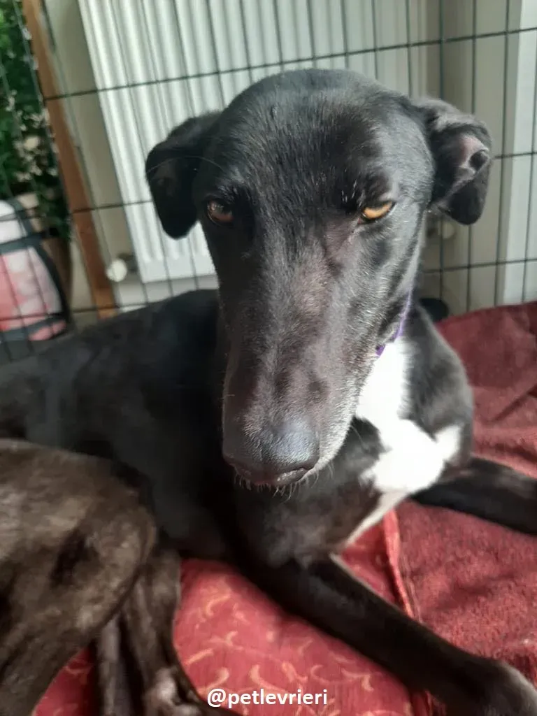 soltano adozione greyhound 4 1