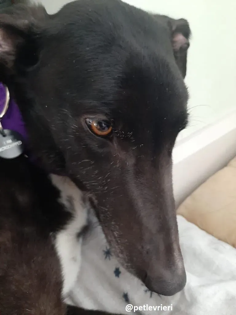 soltano adozione greyhound 4