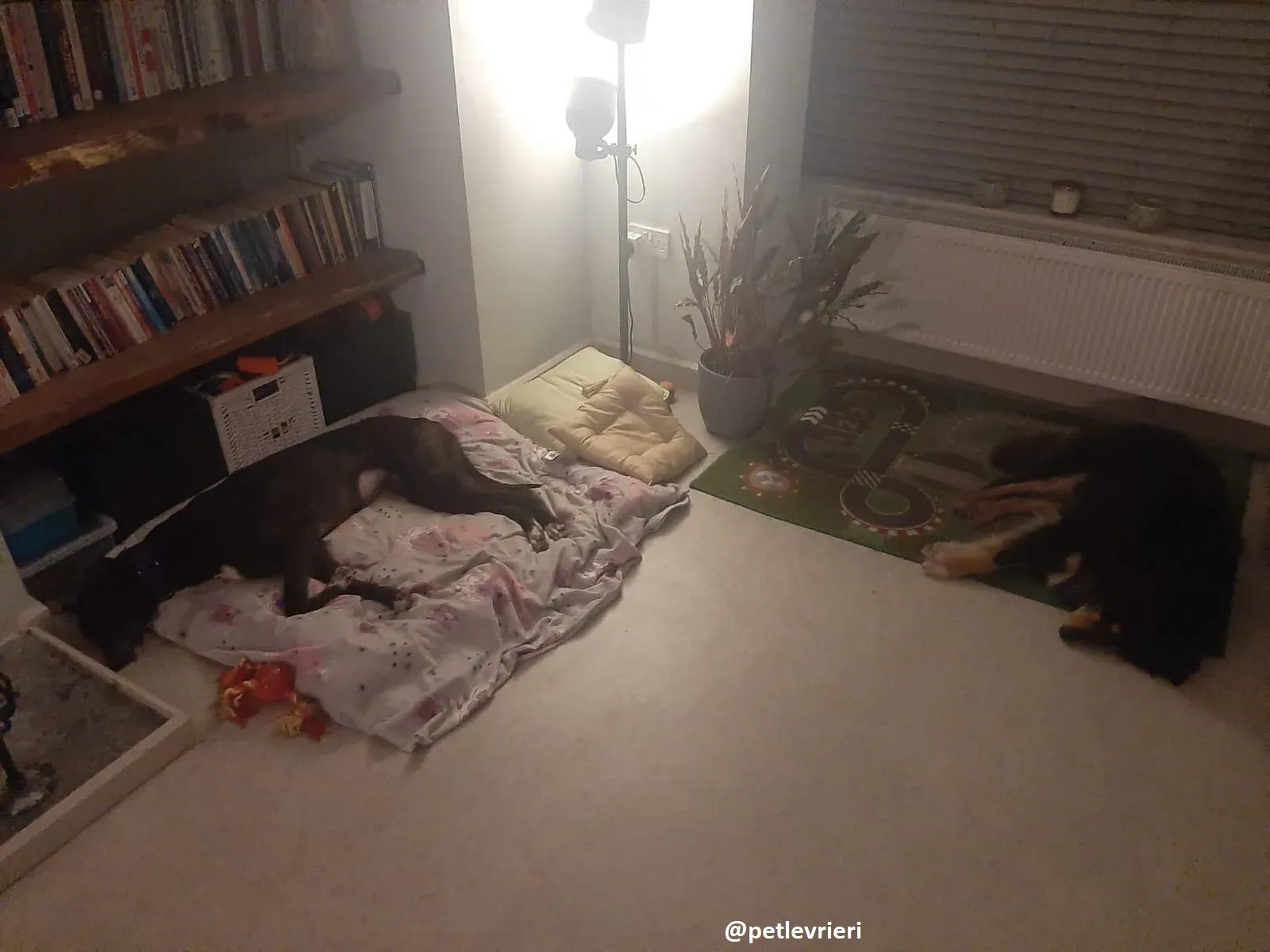 soltano adozione greyhound 5 1