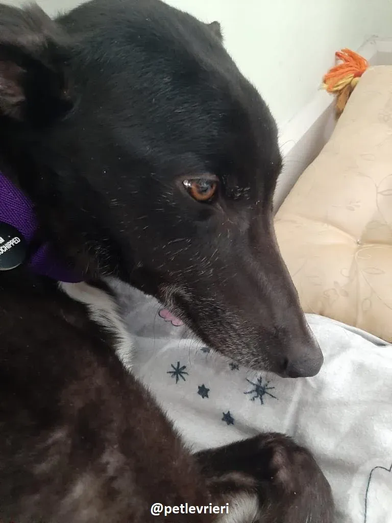 soltano adozione greyhound 5