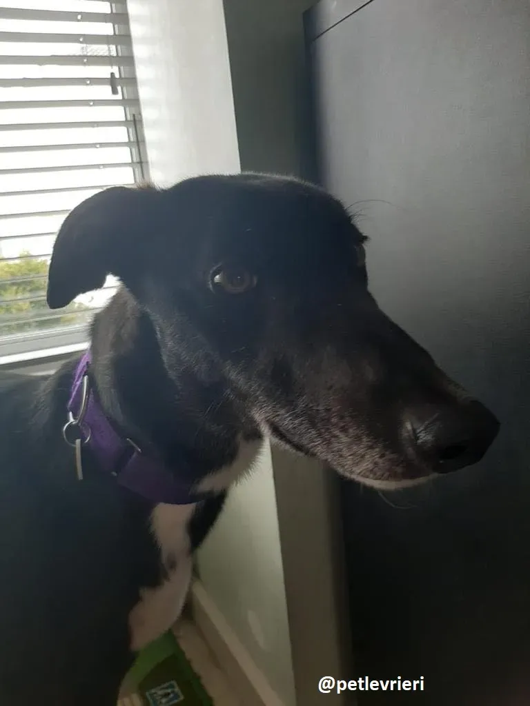 soltano adozione greyhound 6