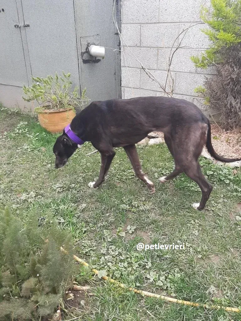 soltano adozione greyhound 7