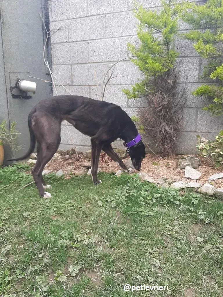 soltano adozione greyhound 8