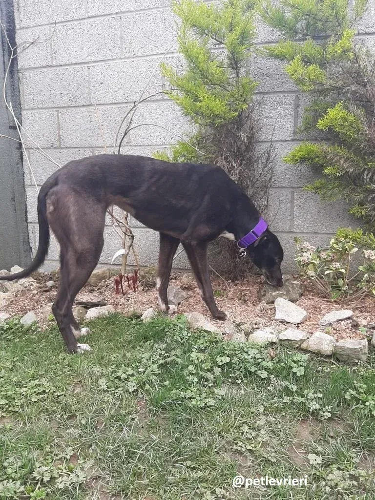 soltano adozione greyhound 9