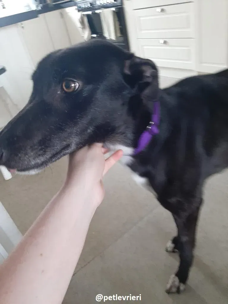 soltano adozione greyhound