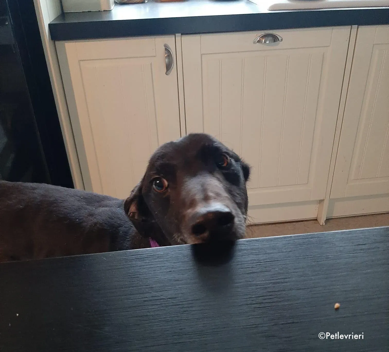 soltano adozione levrieri greyhound 1 1