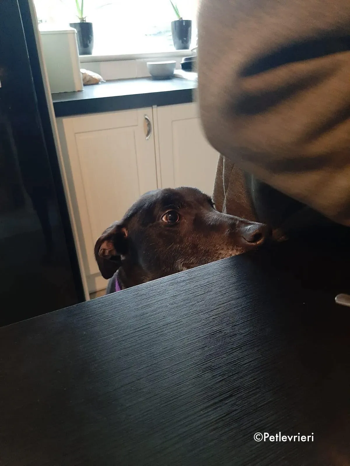 soltano adozione levrieri greyhound 2 1