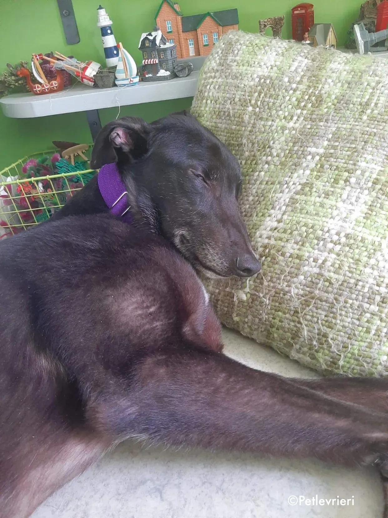 soltano adozione levrieri greyhound 3 2