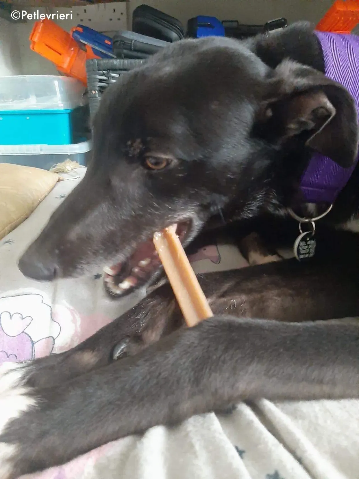 soltano adozione levrieri greyhound 4 1