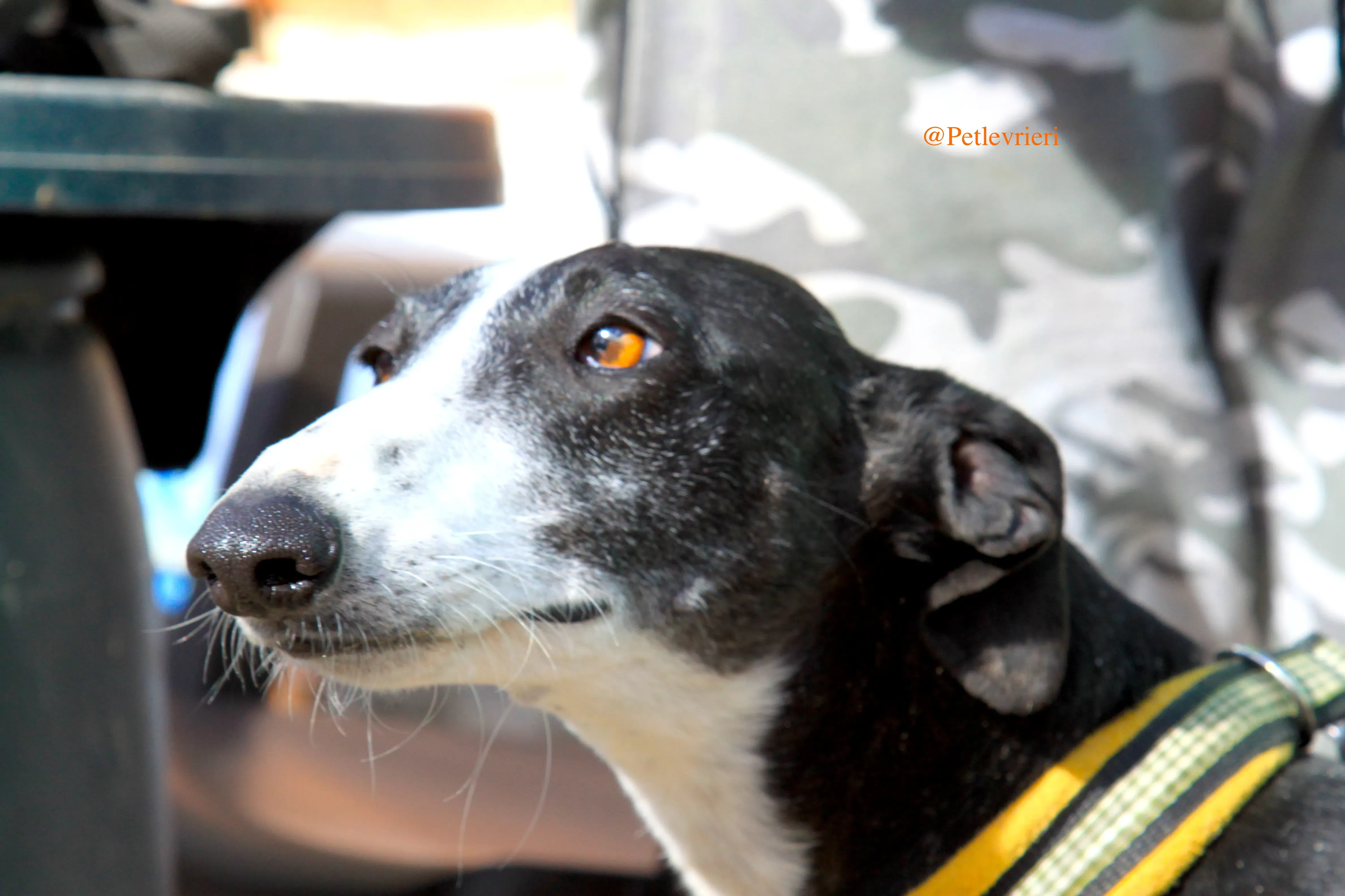 sombra adozioni levrieri galgo 1