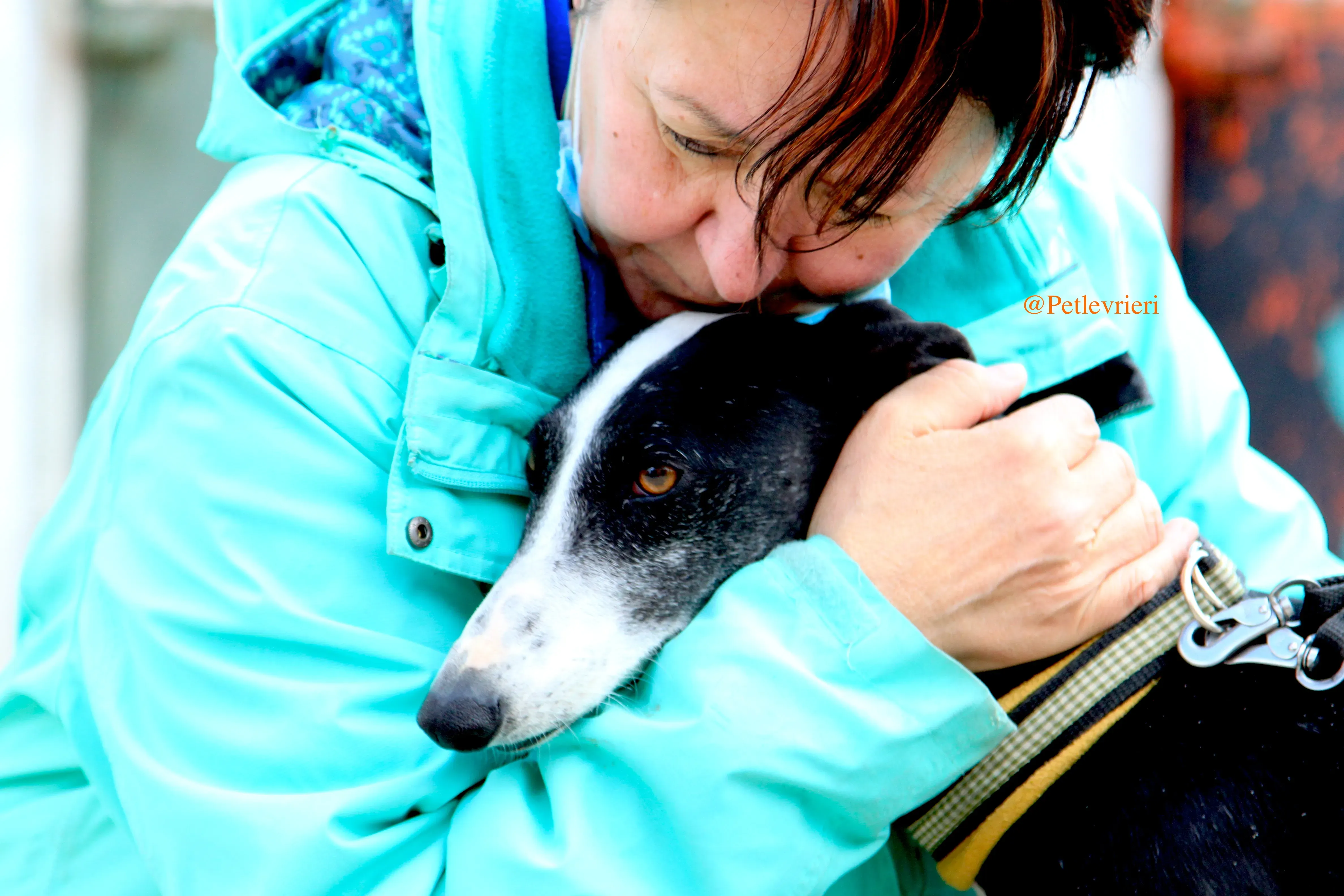 sombra adozioni levrieri galgo 10