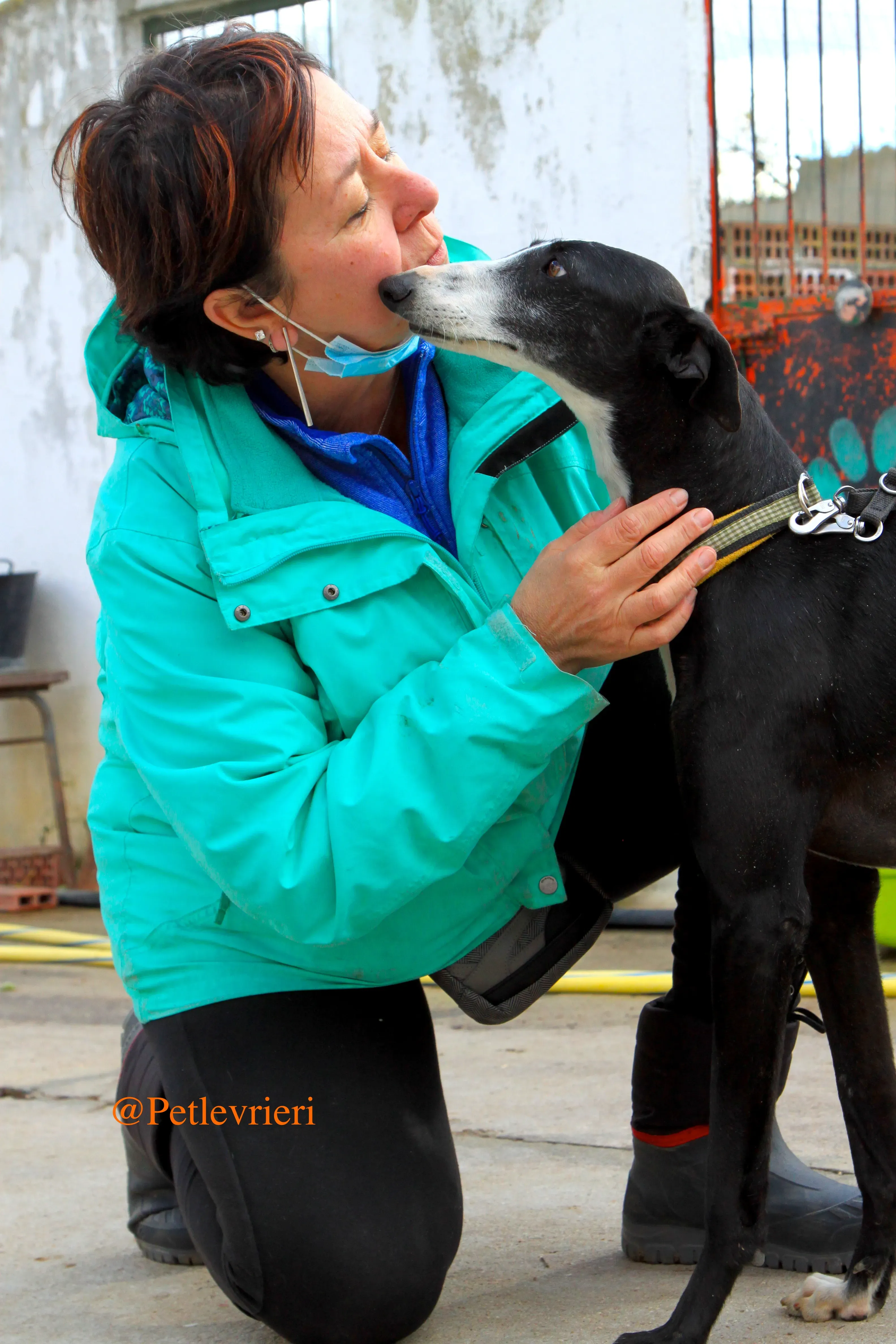 sombra adozioni levrieri galgo 11