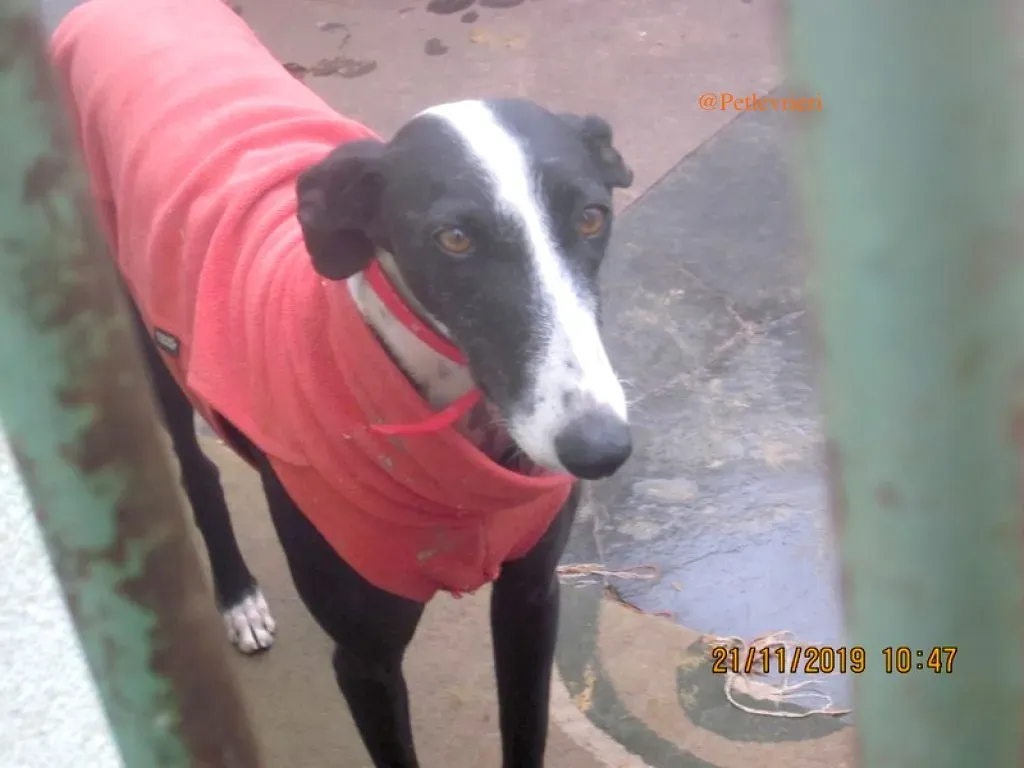 sombra adozioni levrieri galgo 13