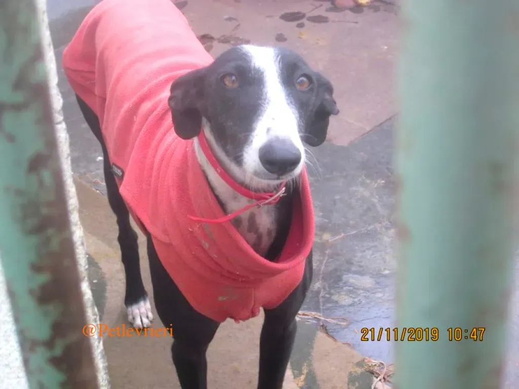 sombra adozioni levrieri galgo 14