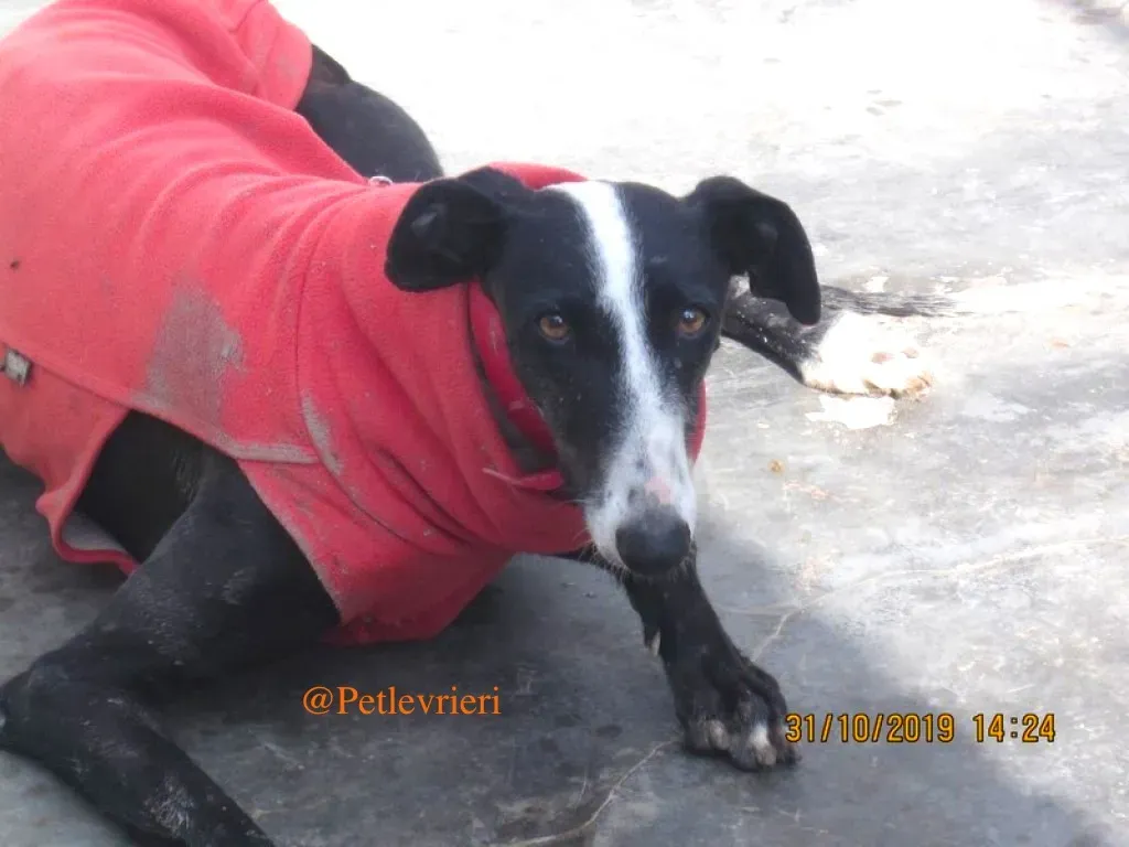 sombra adozioni levrieri galgo 15