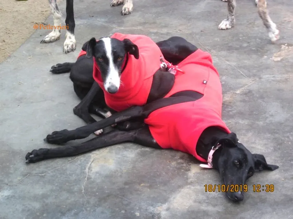 sombra adozioni levrieri galgo 17