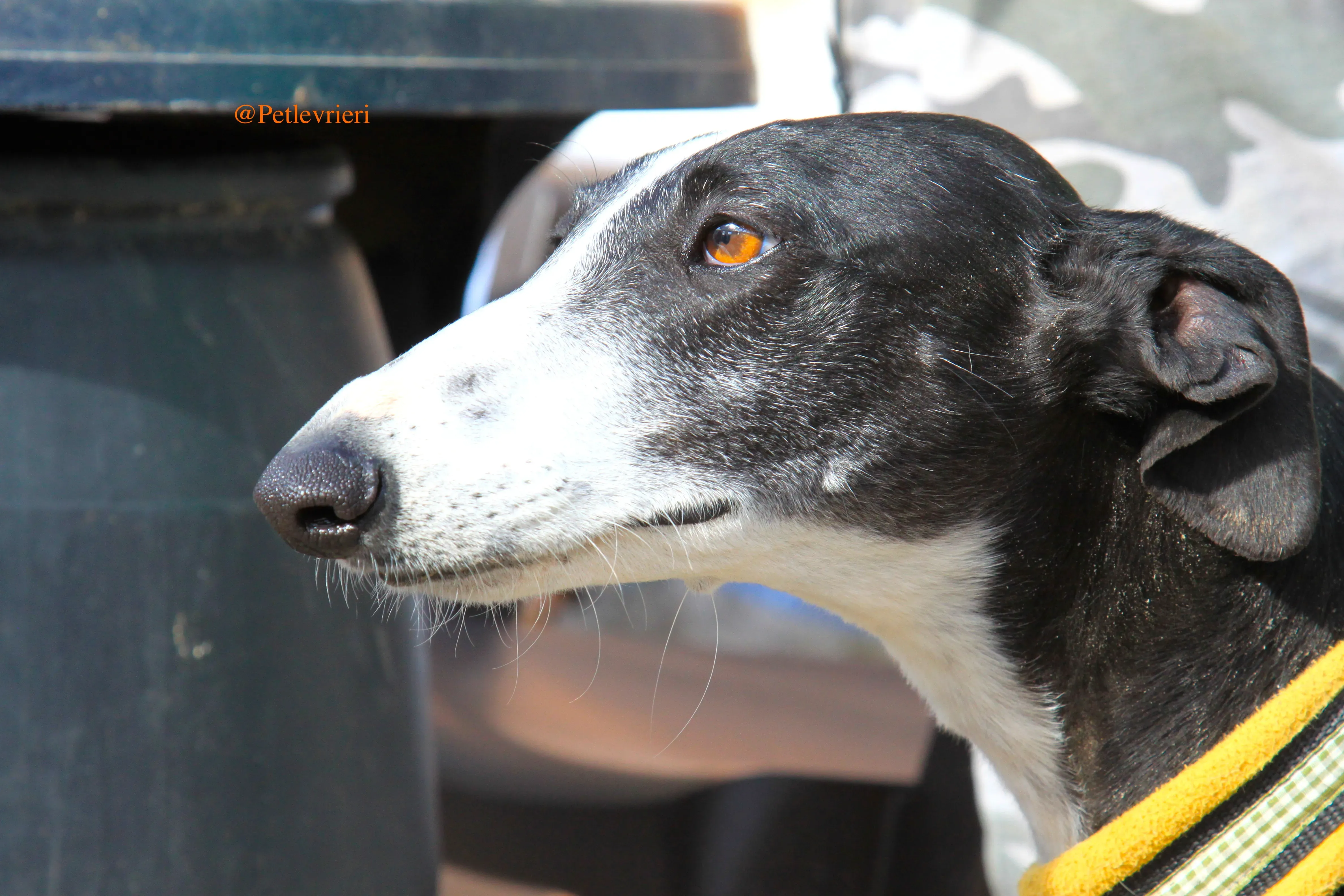 sombra adozioni levrieri galgo 2