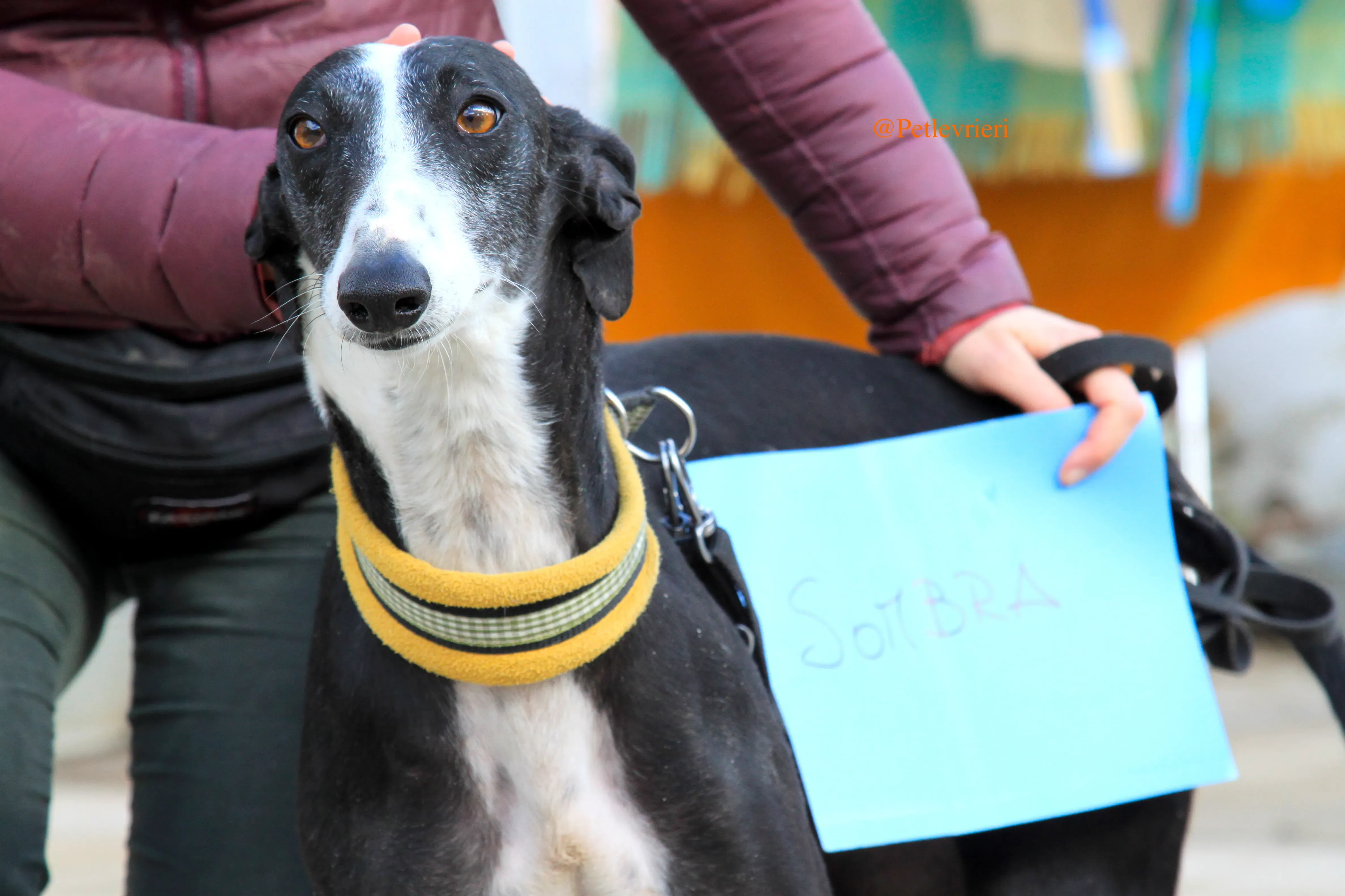 sombra adozioni levrieri galgo 3