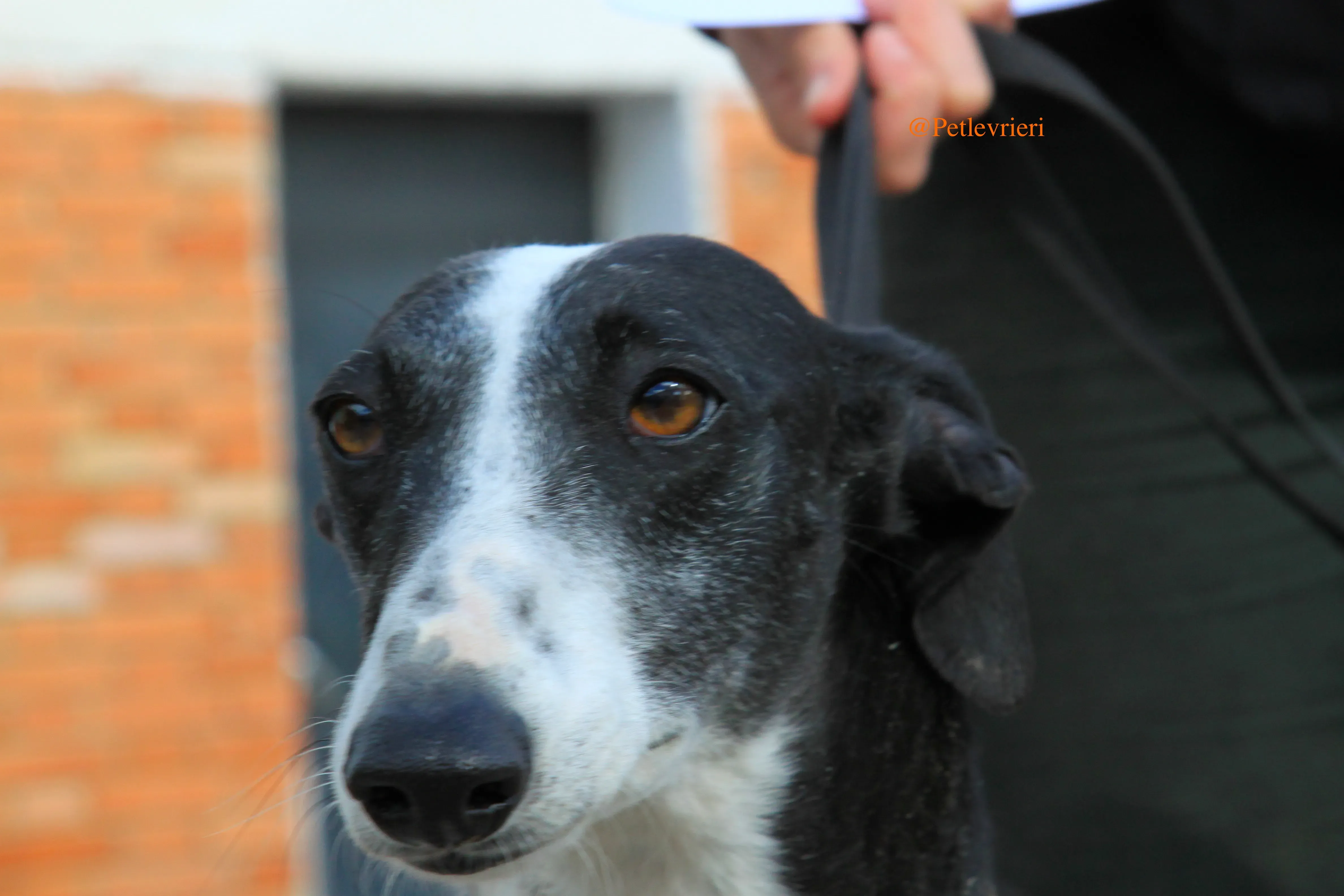 sombra adozioni levrieri galgo 4