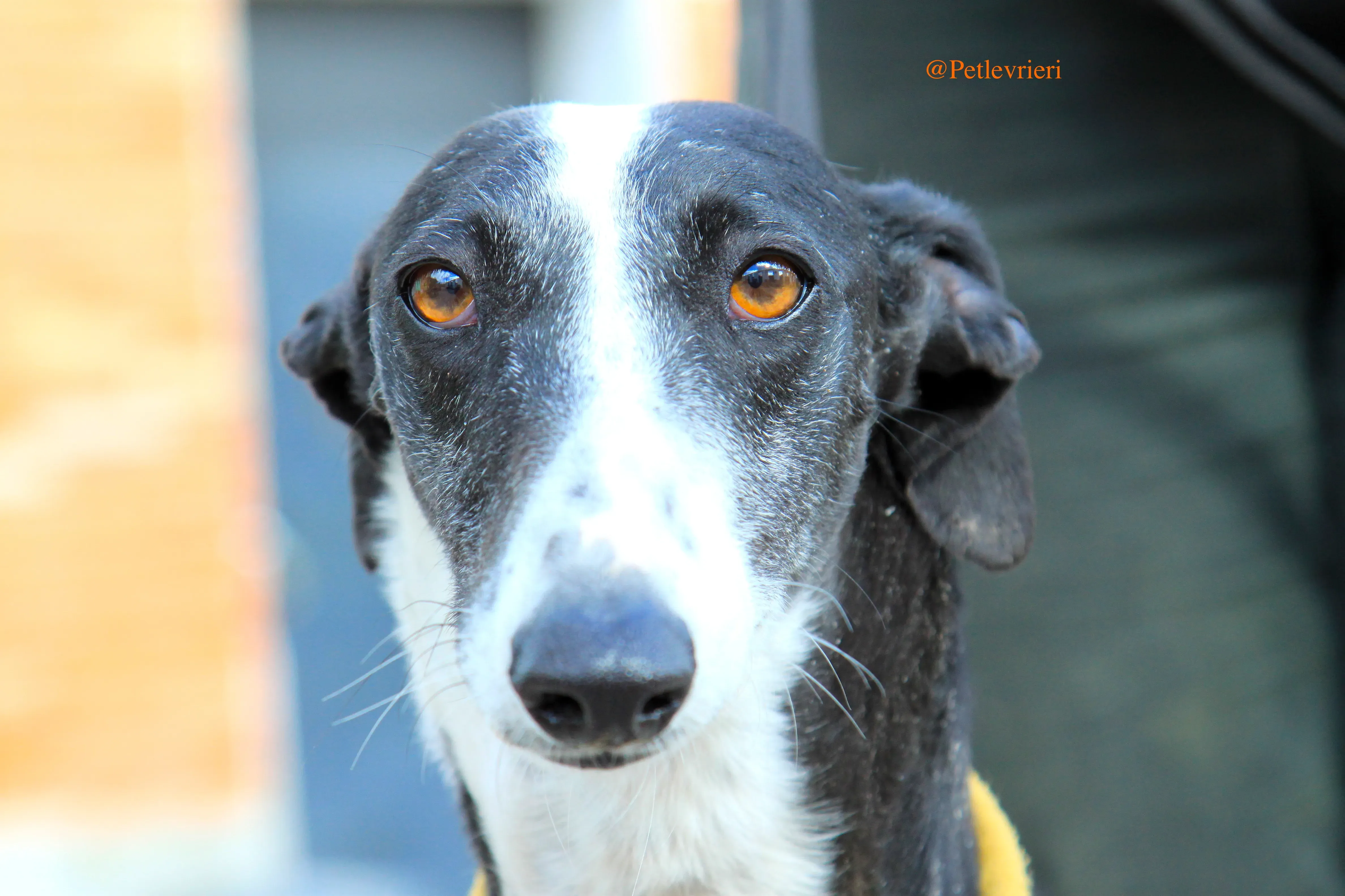 sombra adozioni levrieri galgo 5