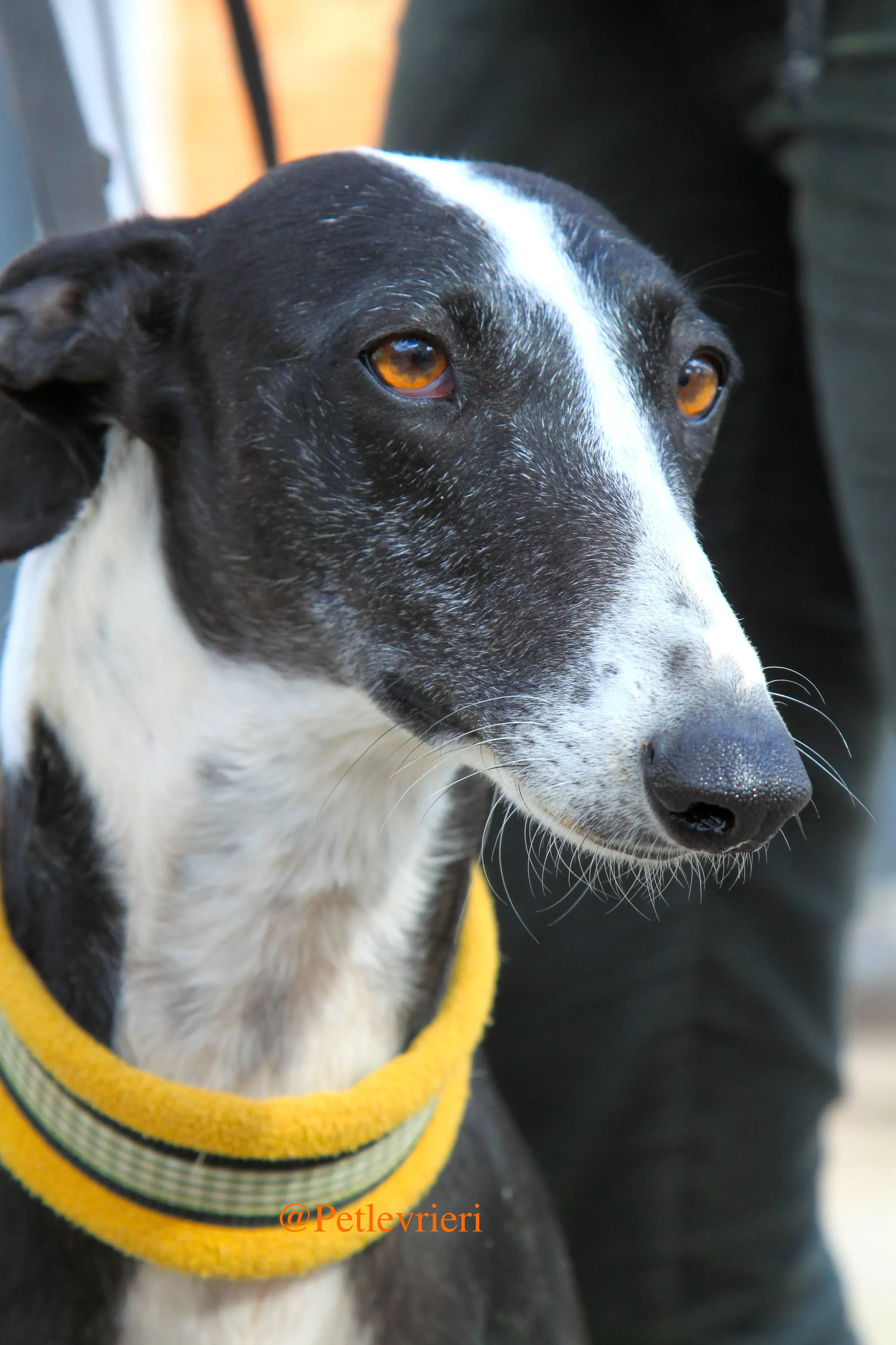 sombra adozioni levrieri galgo 6