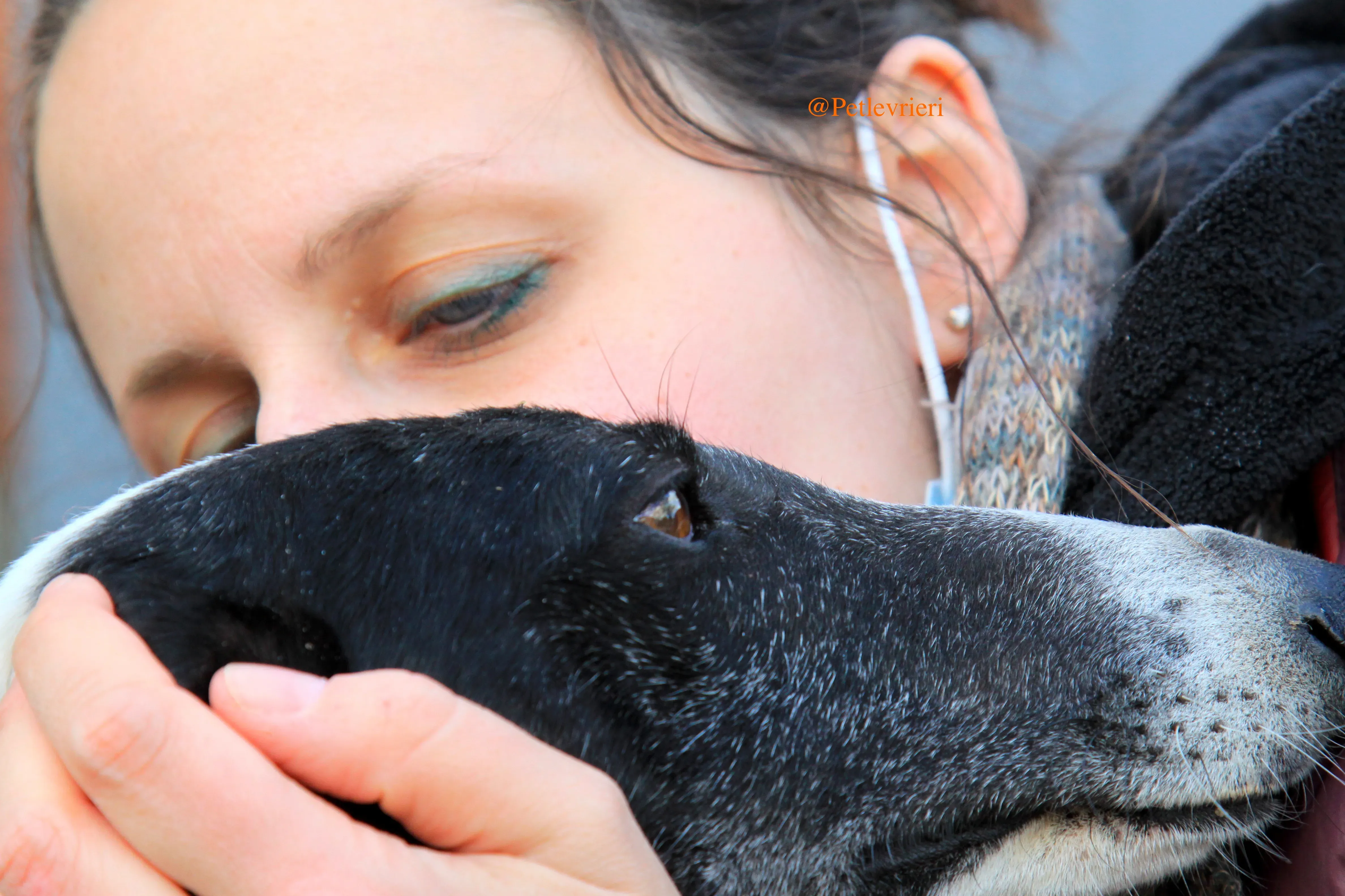 sombra adozioni levrieri galgo 7