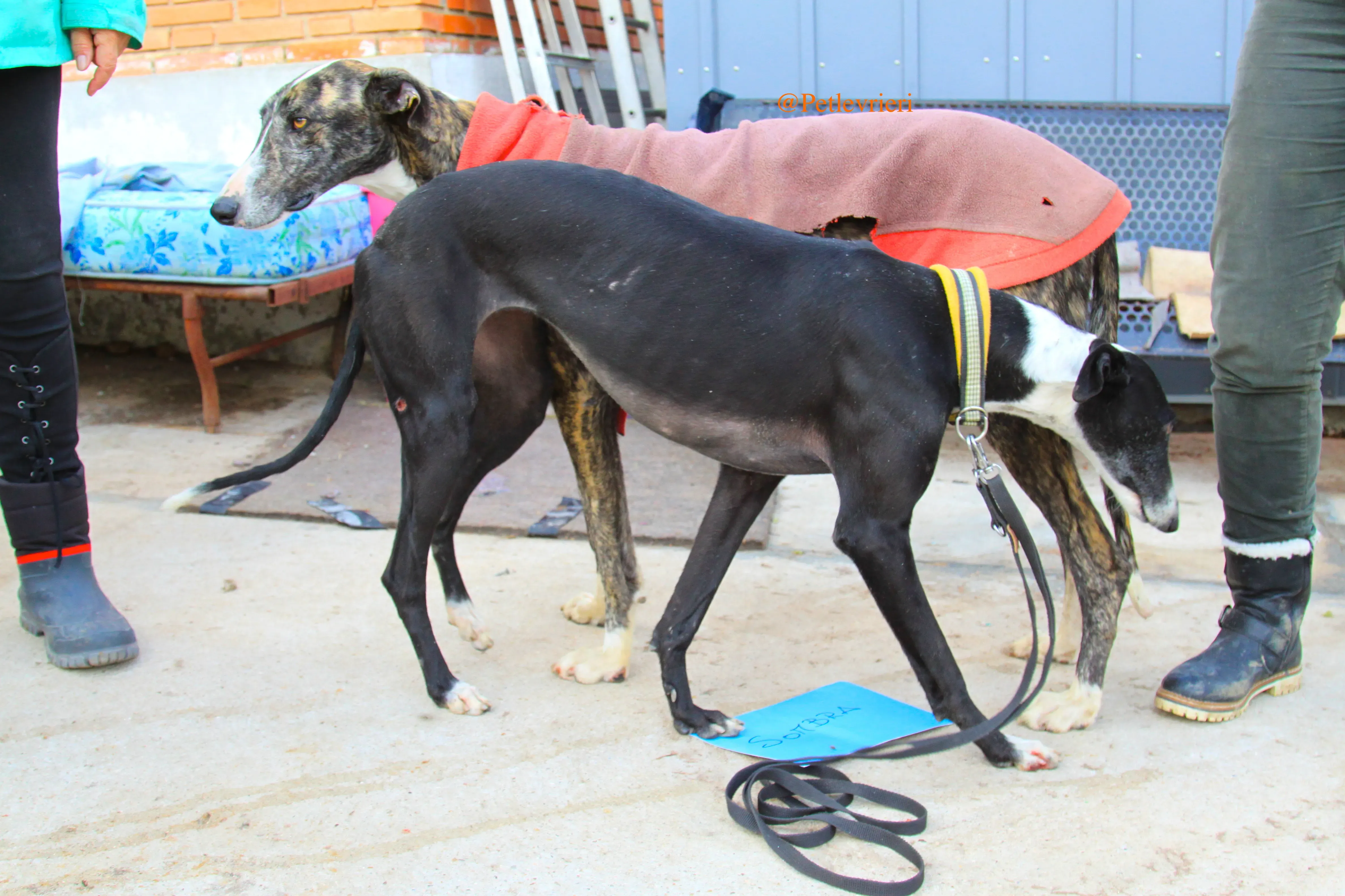 sombra adozioni levrieri galgo 9