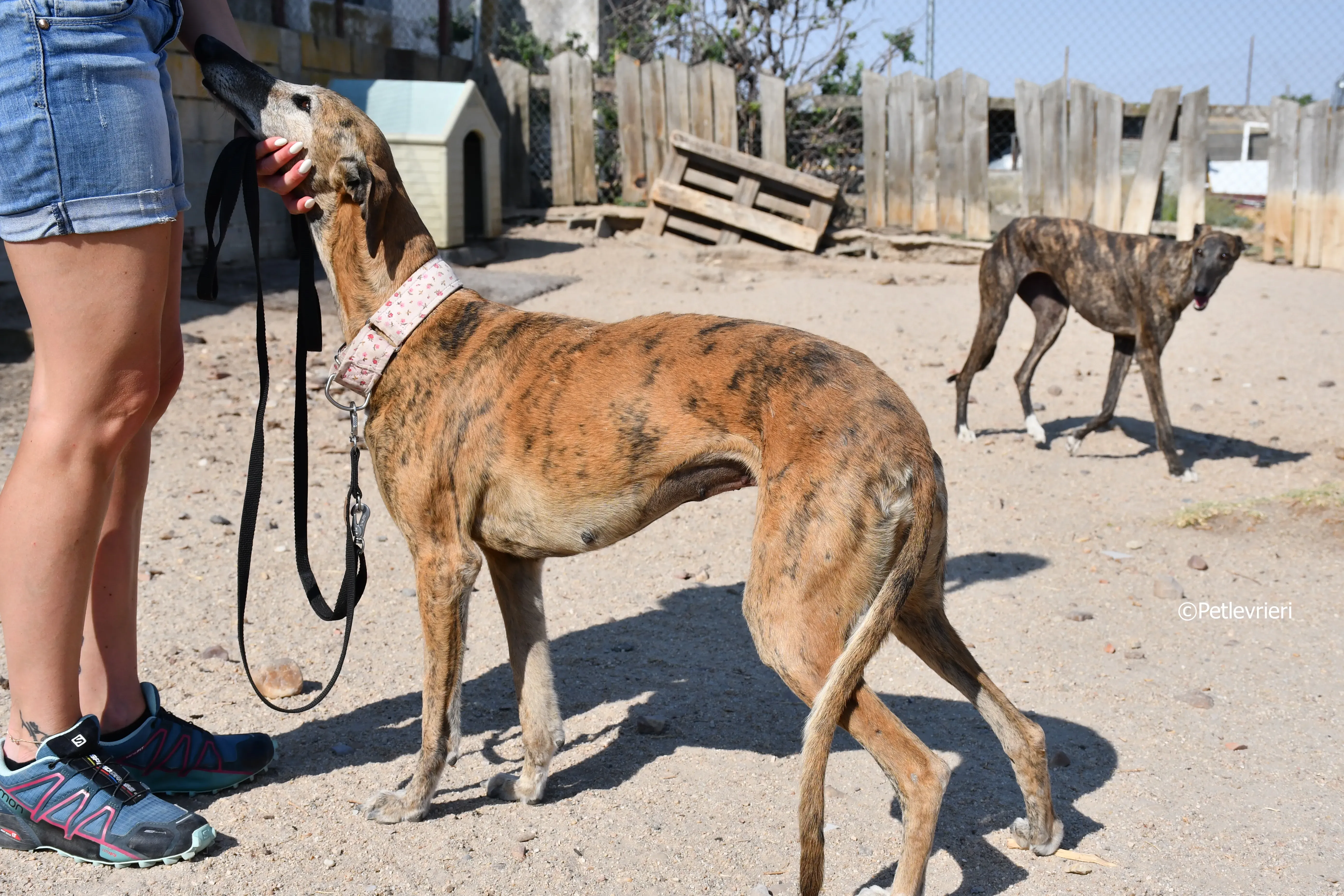 sonaja adozione levrieri galgo 10