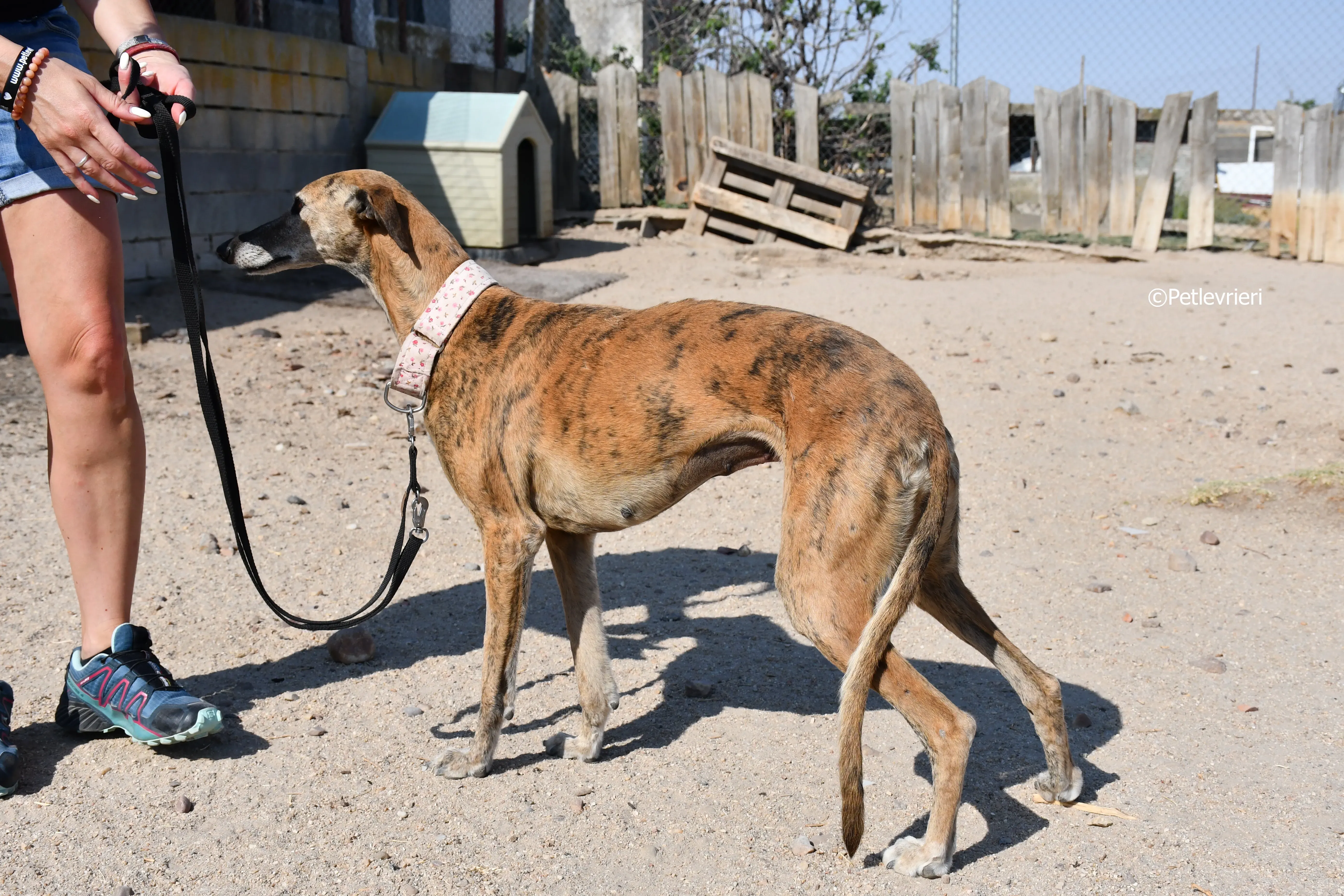 sonaja adozione levrieri galgo 11