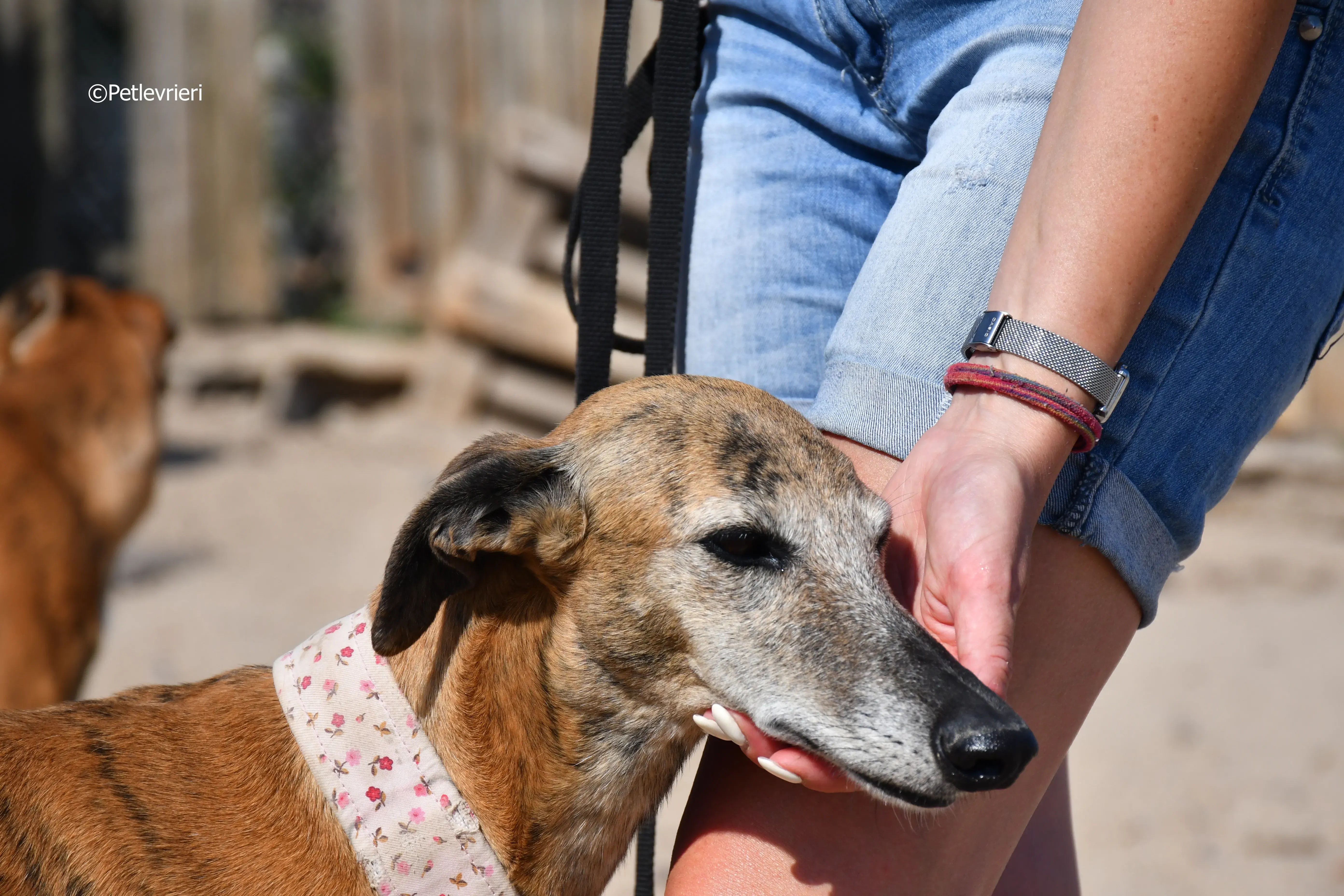 sonaja adozione levrieri galgo 13