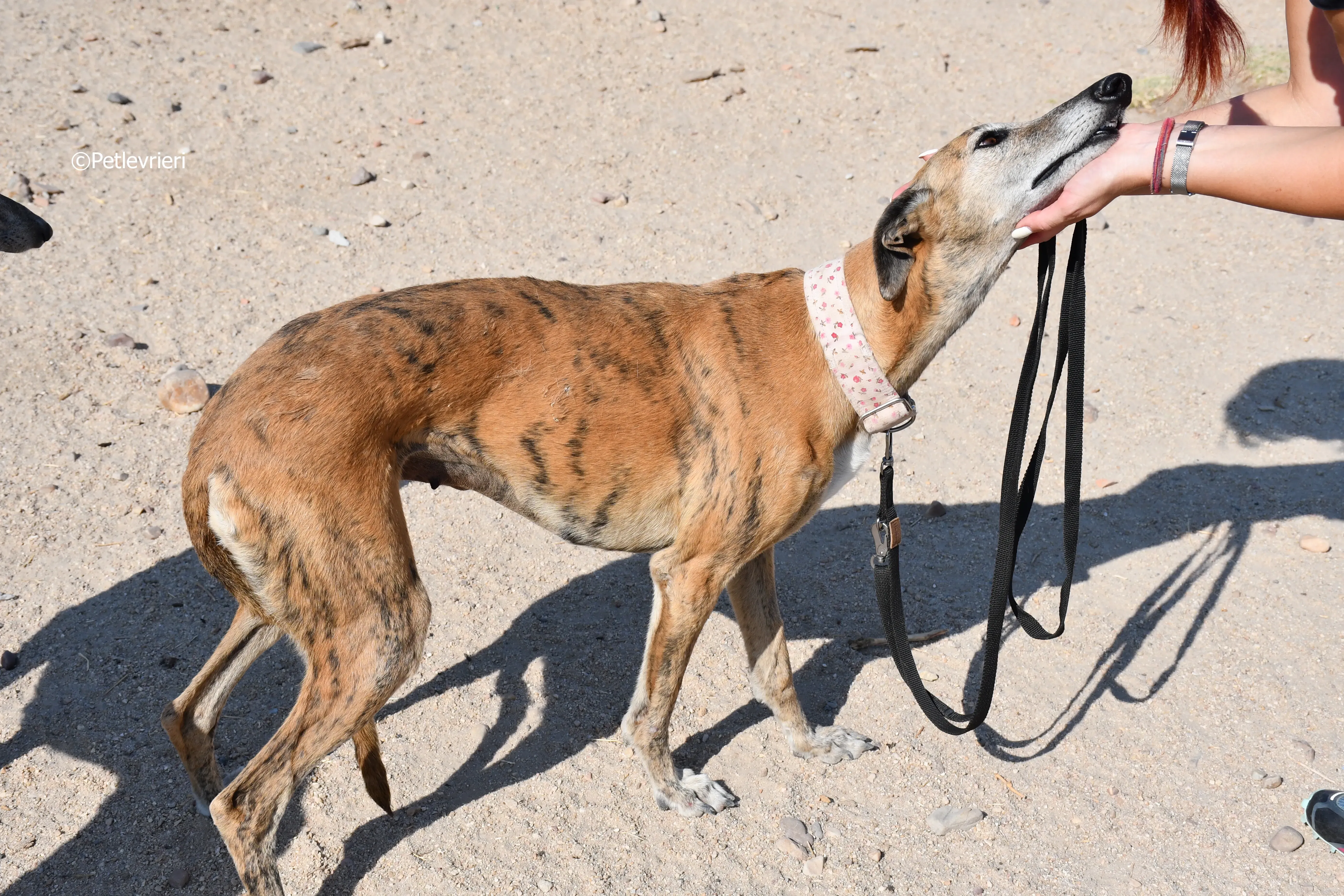 sonaja adozione levrieri galgo 14