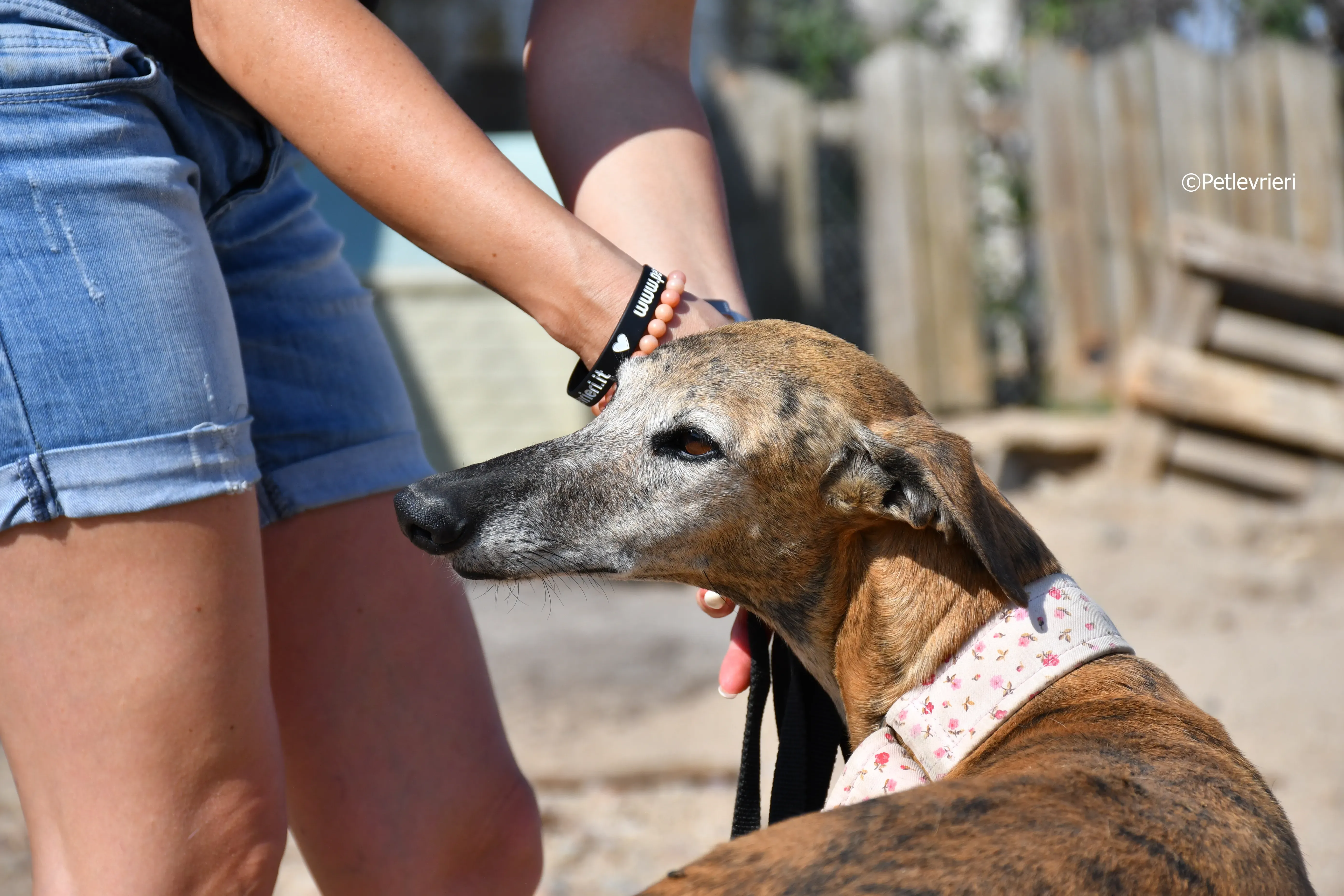 sonaja adozione levrieri galgo 2