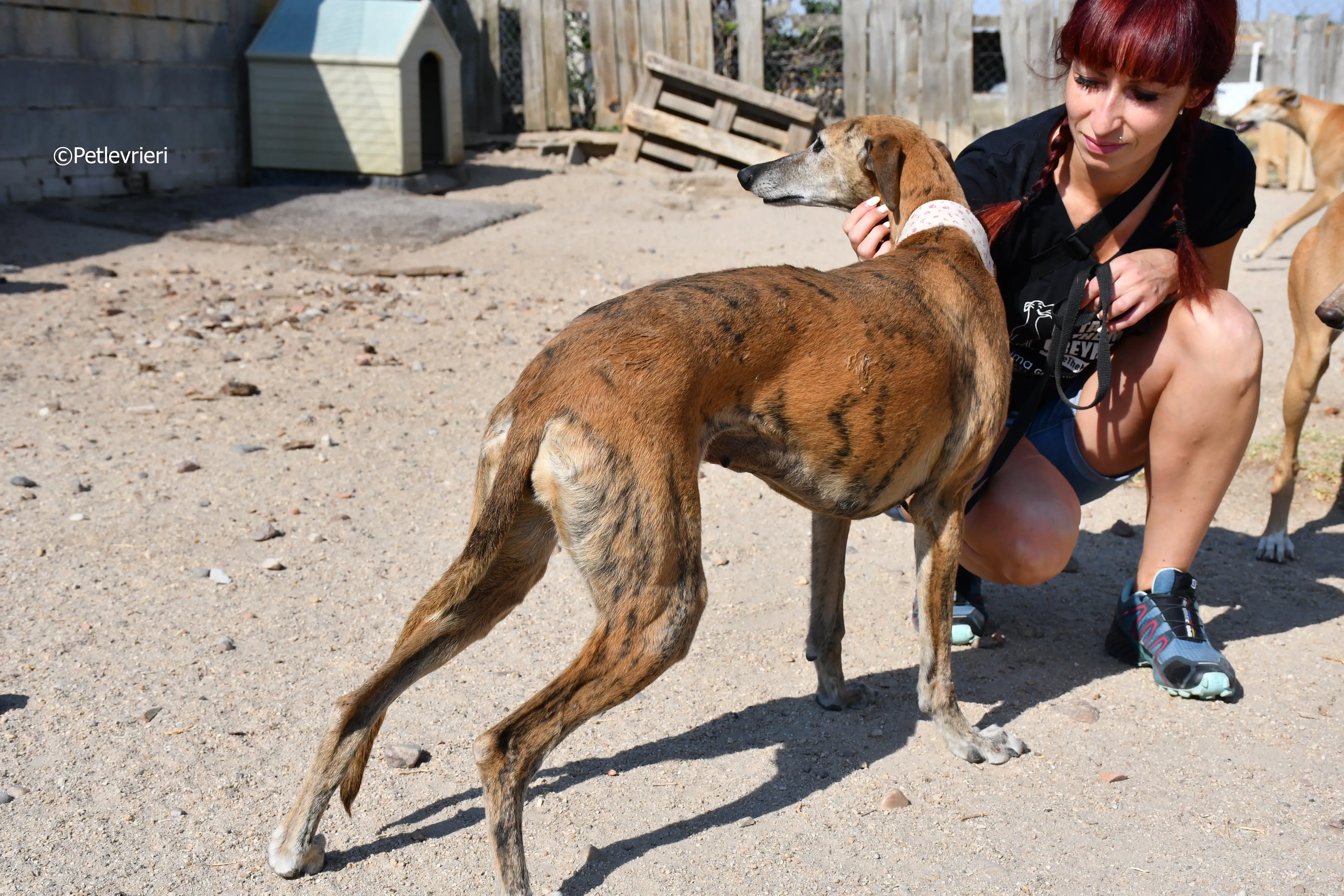 sonaja adozione levrieri galgo 3