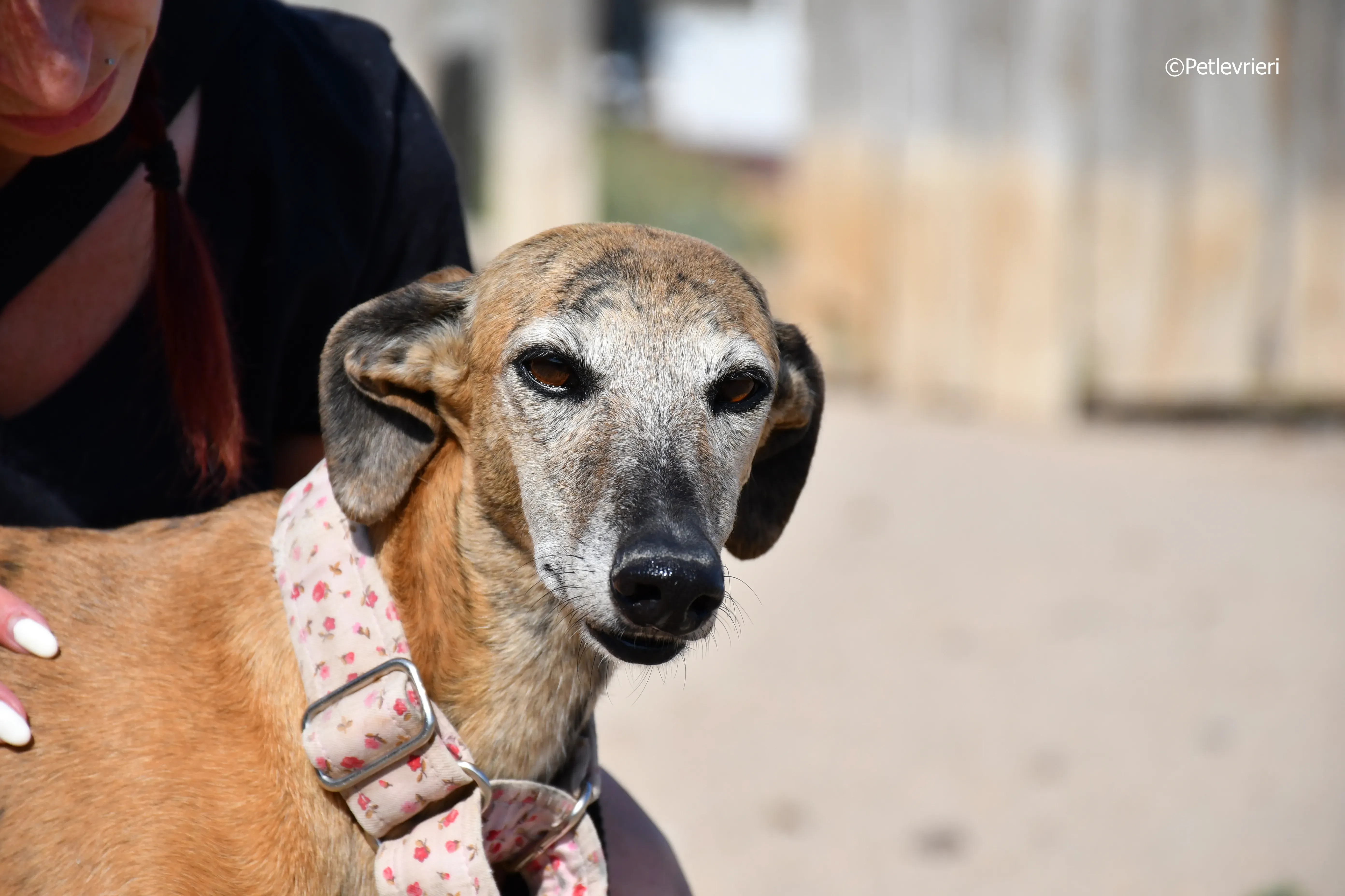 sonaja adozione levrieri galgo 6