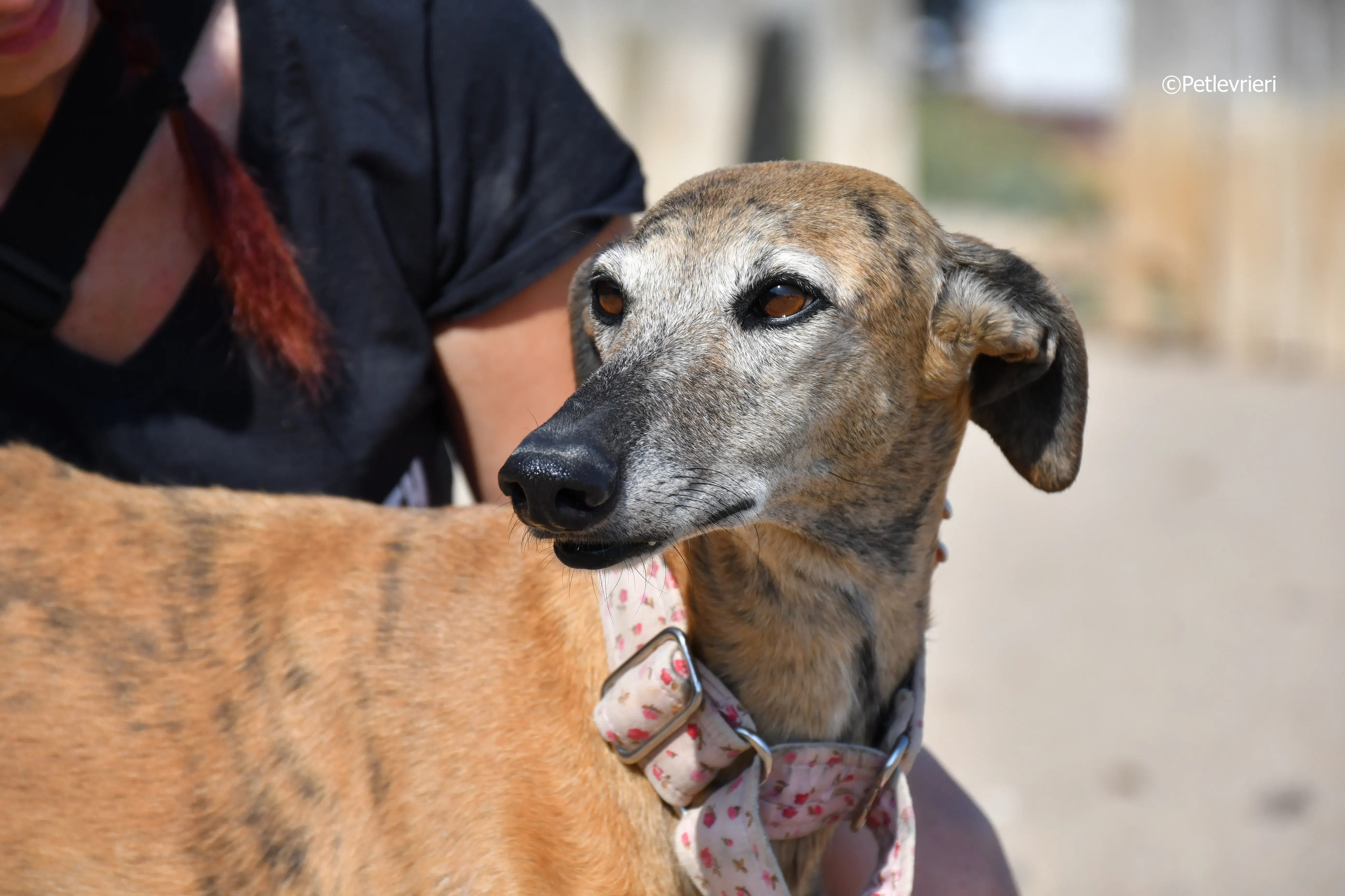 sonaja adozione levrieri galgo 9