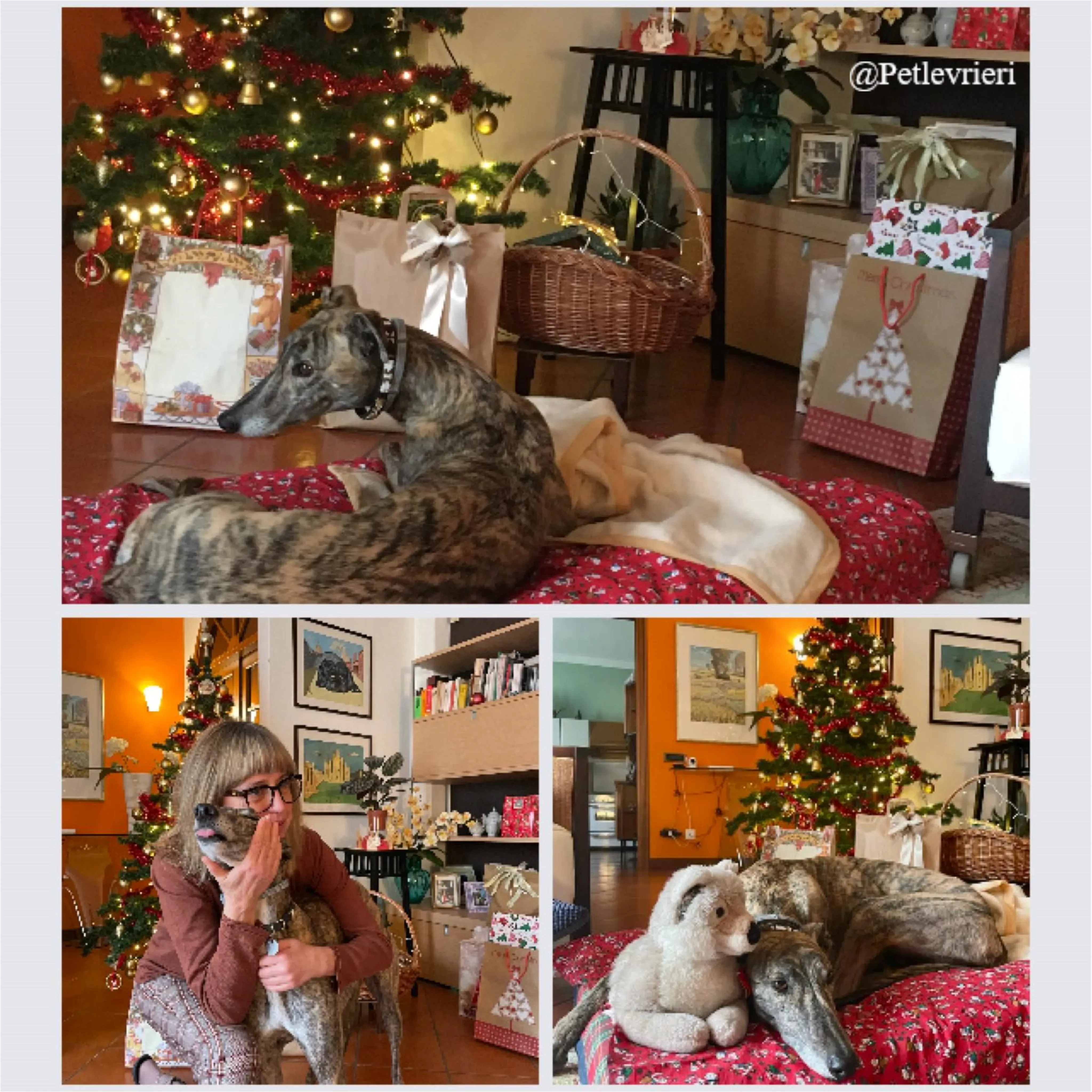 sonia pet levrieri natale 2021