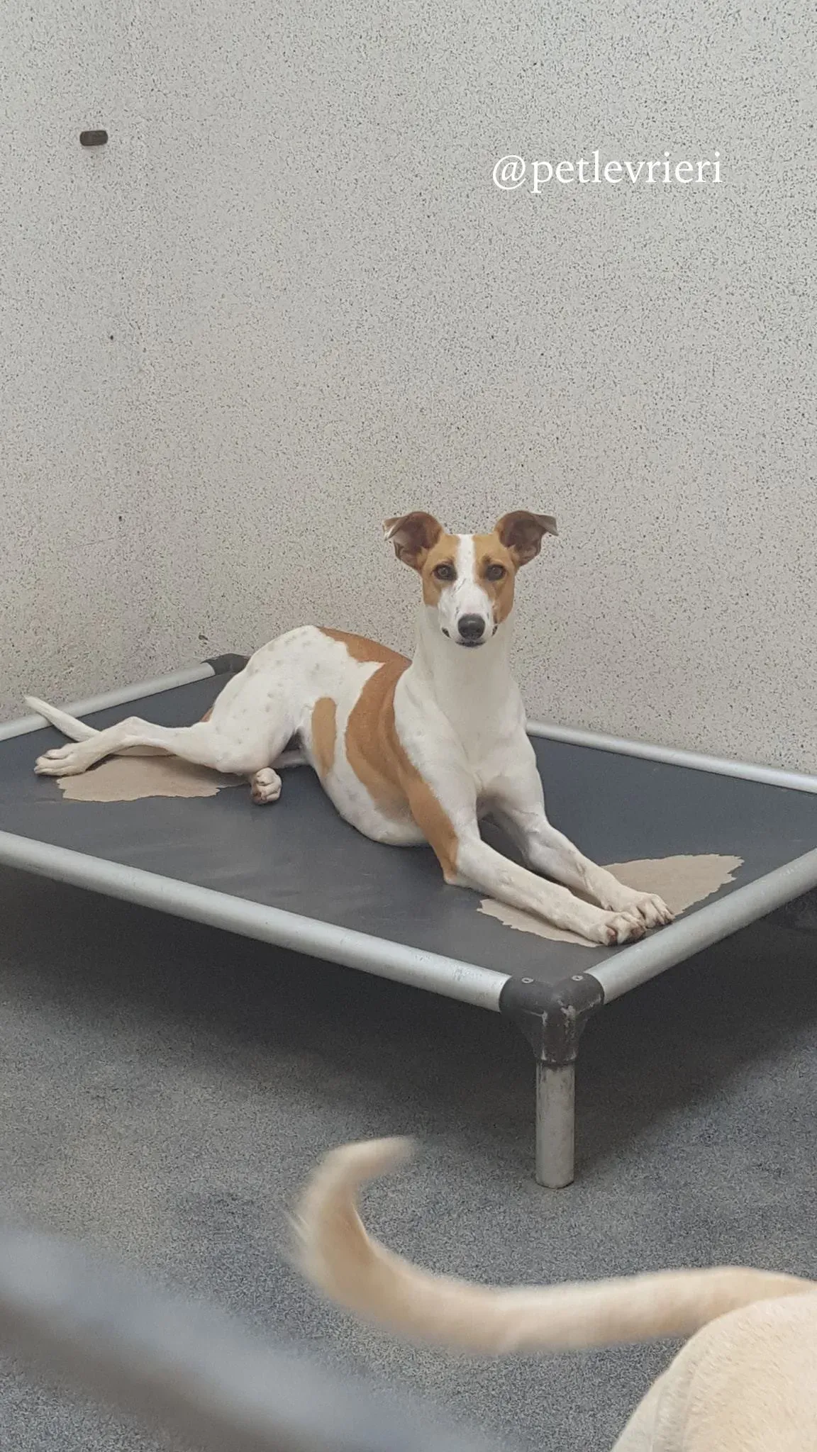 sonia adozione levrieri greyhound