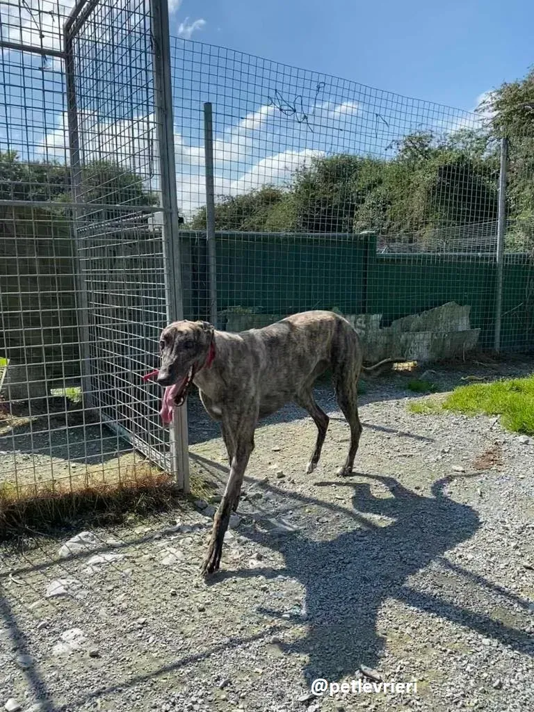 sonja adozione greyhound 1