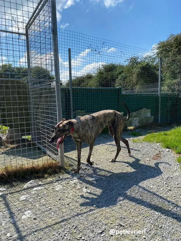 sonja adozione greyhound 2