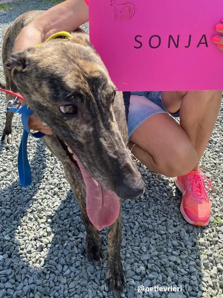 sonja adozione greyhound 3