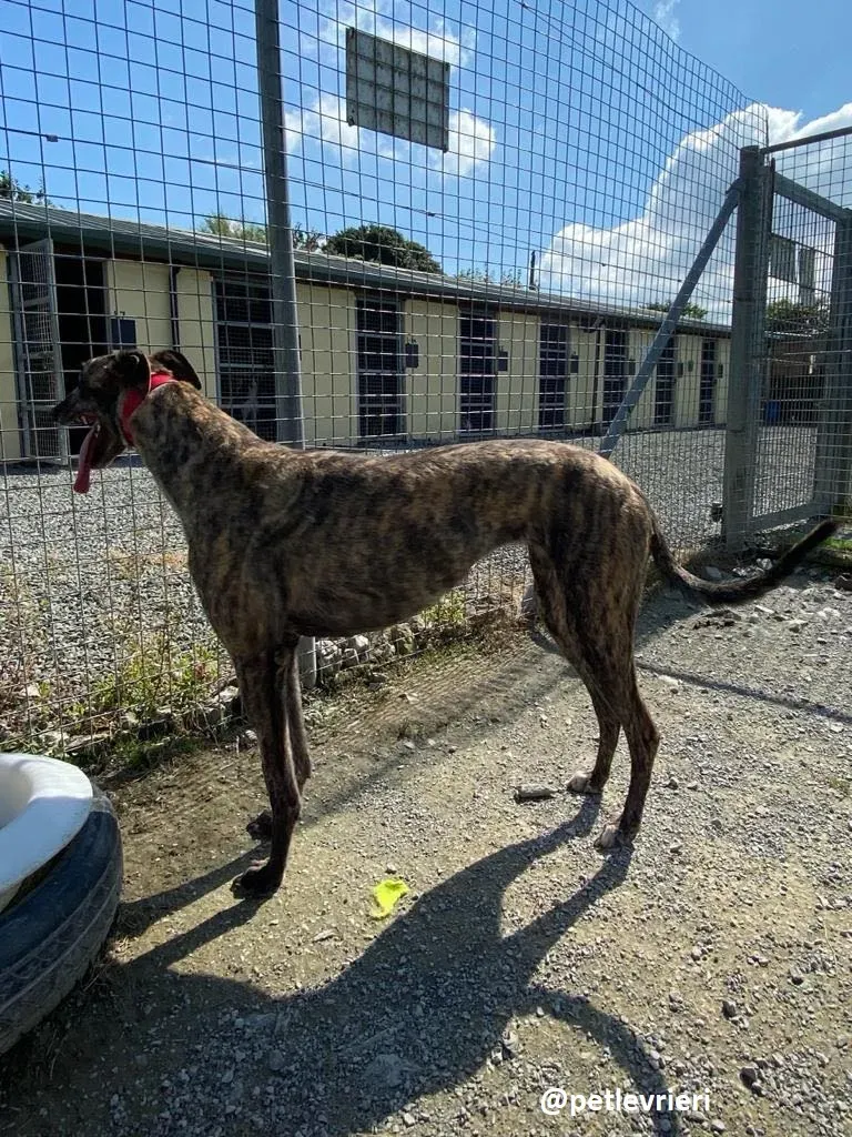 sonja adozione greyhound