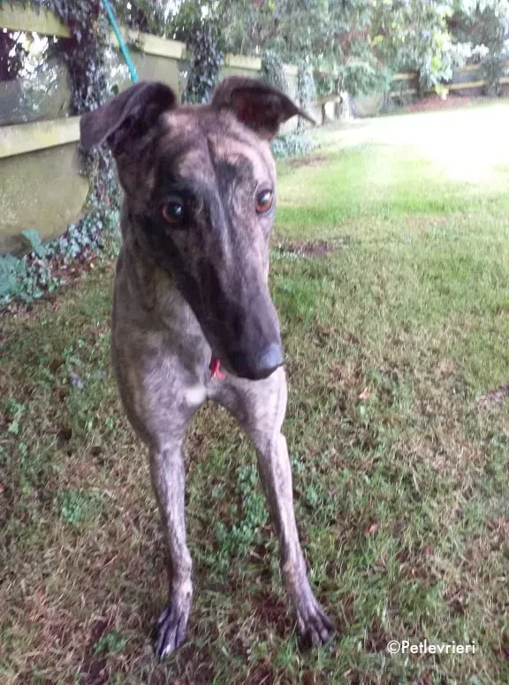sonja adozione levrieri greyhound 1