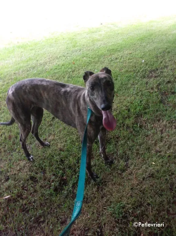 sonja adozione levrieri greyhound 2