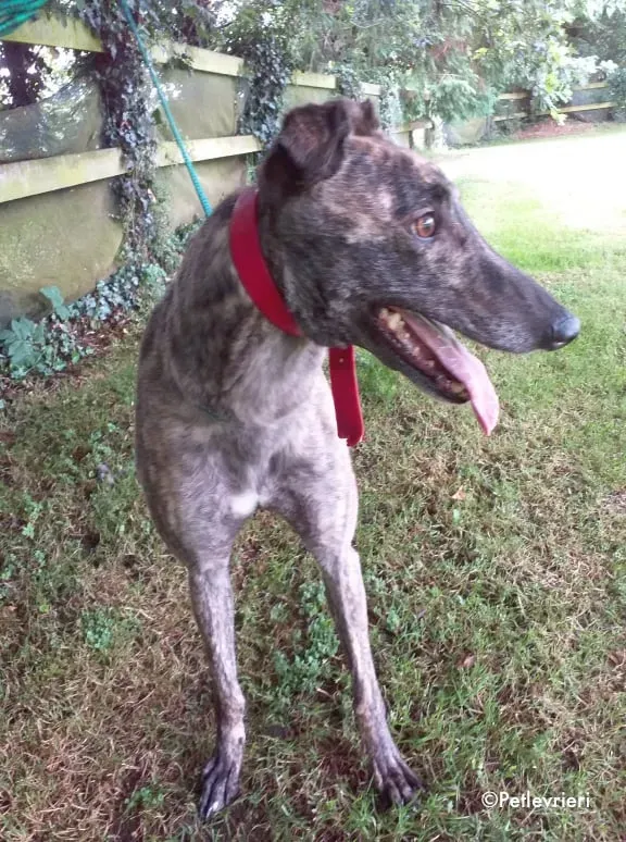 sonja adozione levrieri greyhound 3